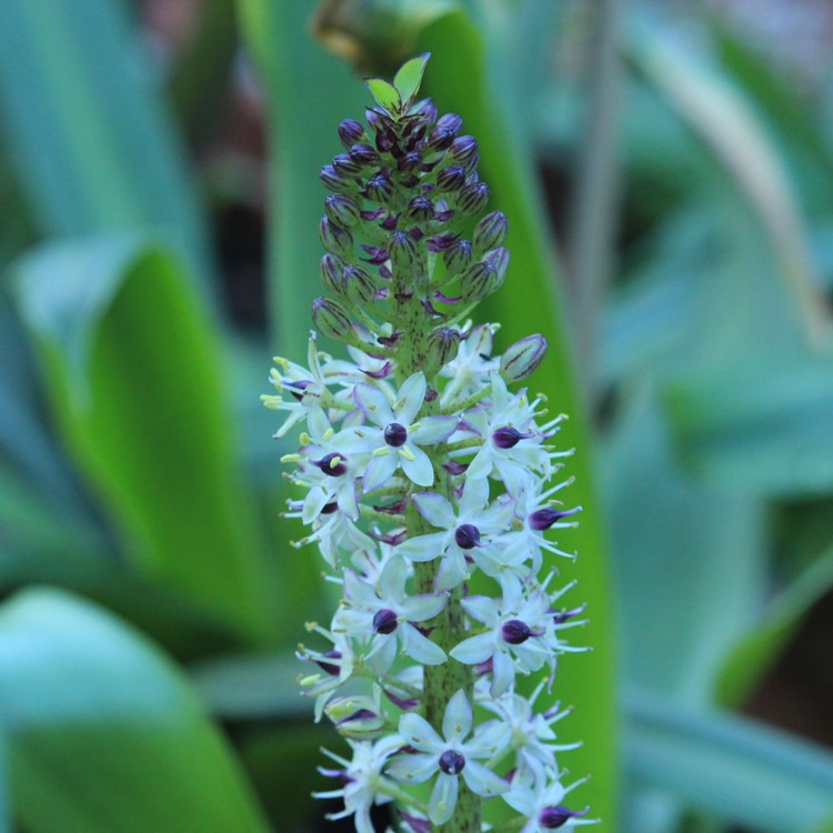 plant image 855377