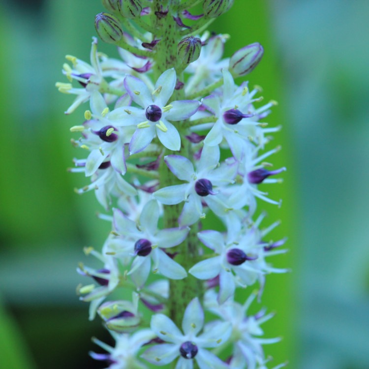 plant image 855378