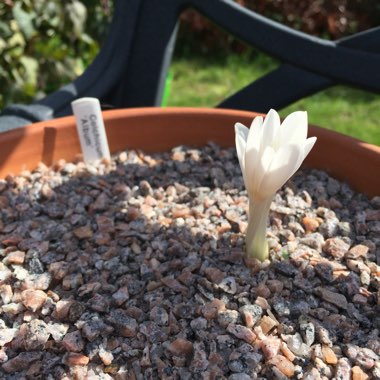 Colchicum autumnale 'Album'