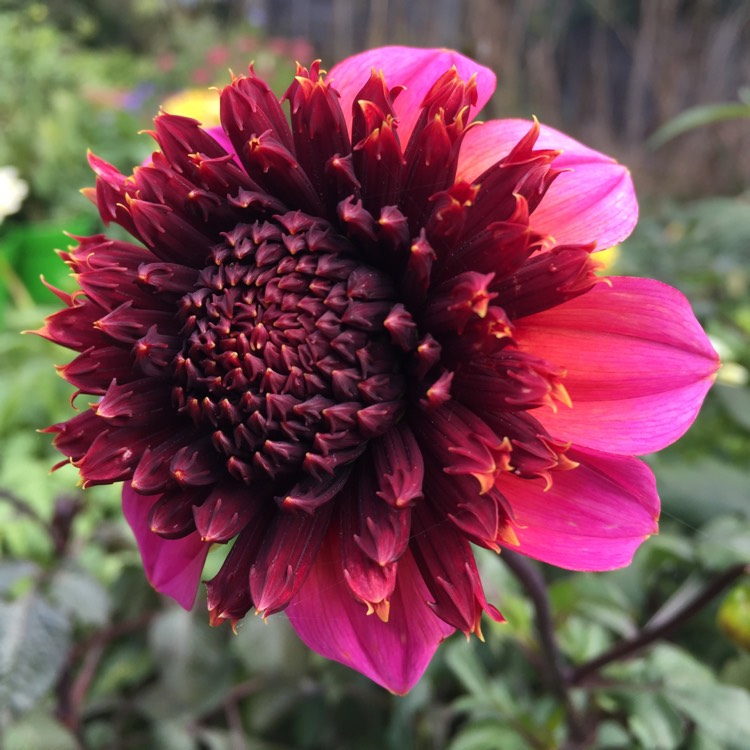 Plant image Dahlia 'Twilite'