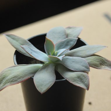 Echeveria Cante