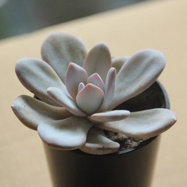 Echeveria laui