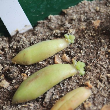 Sedum Adolphi