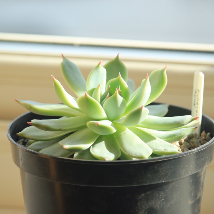 plant image 861868