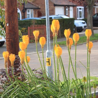 Kniphofia 'Happy Halloween'