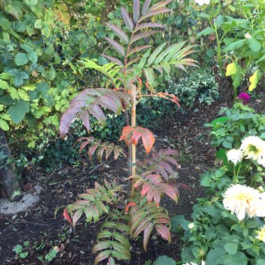 Sorbus ulleungensis 'Olympic Flame' syn. Sorbus commixta 'Olympic Flame', Sorbus dodong 'Olympic Flame', Sorbus 'Olympic Flame'