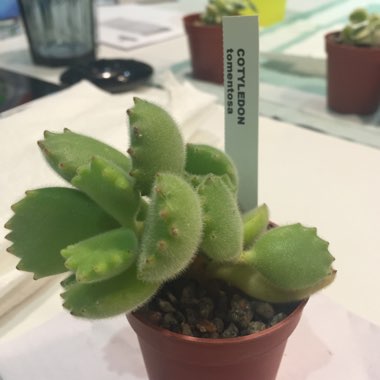 Cotyledon tomentosa