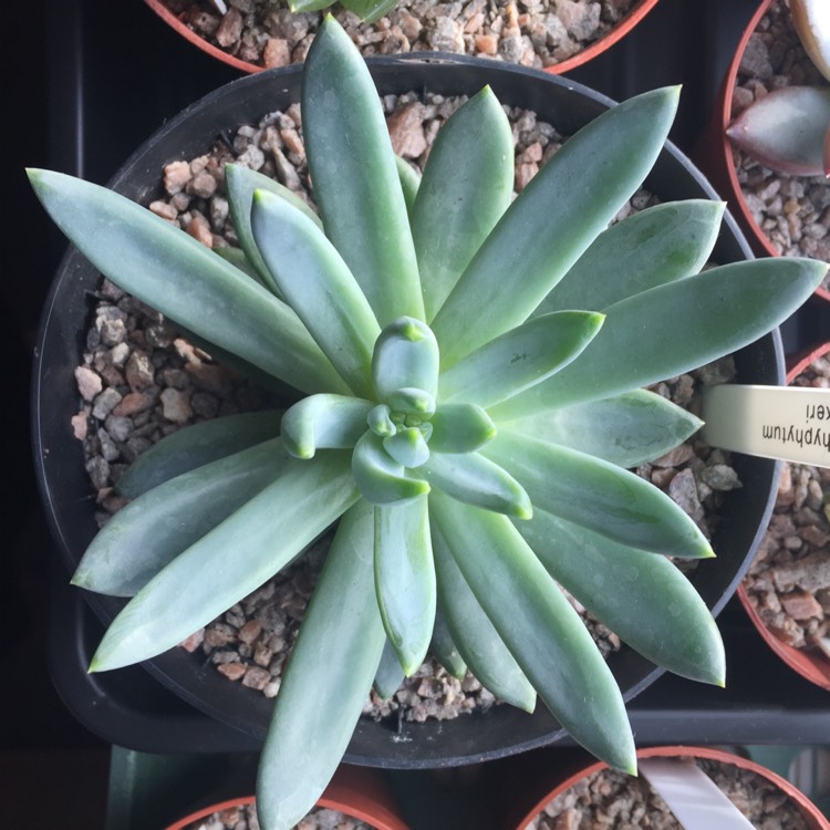 plant image 883122
