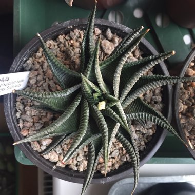 Haworthiopsis limifolia syn. Haworthia limifolia