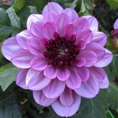 Dahlia 'Creme De Cassis'