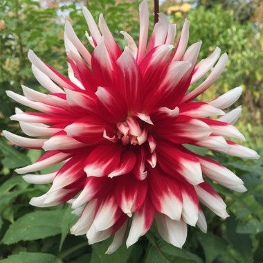 Dahlia 'Bryce B. Morrison'