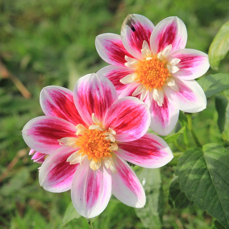 plant image 884495