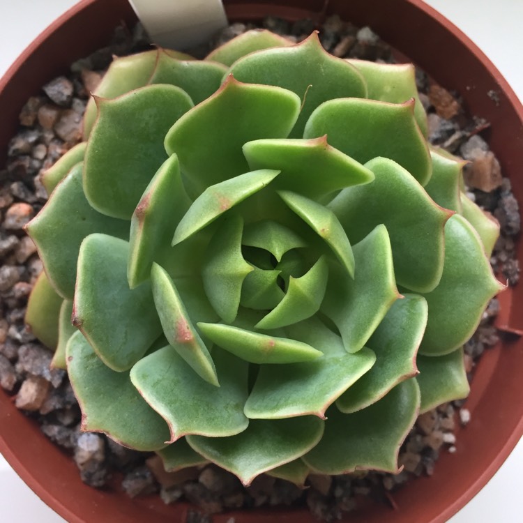 Plant image Echeveria Ramillete