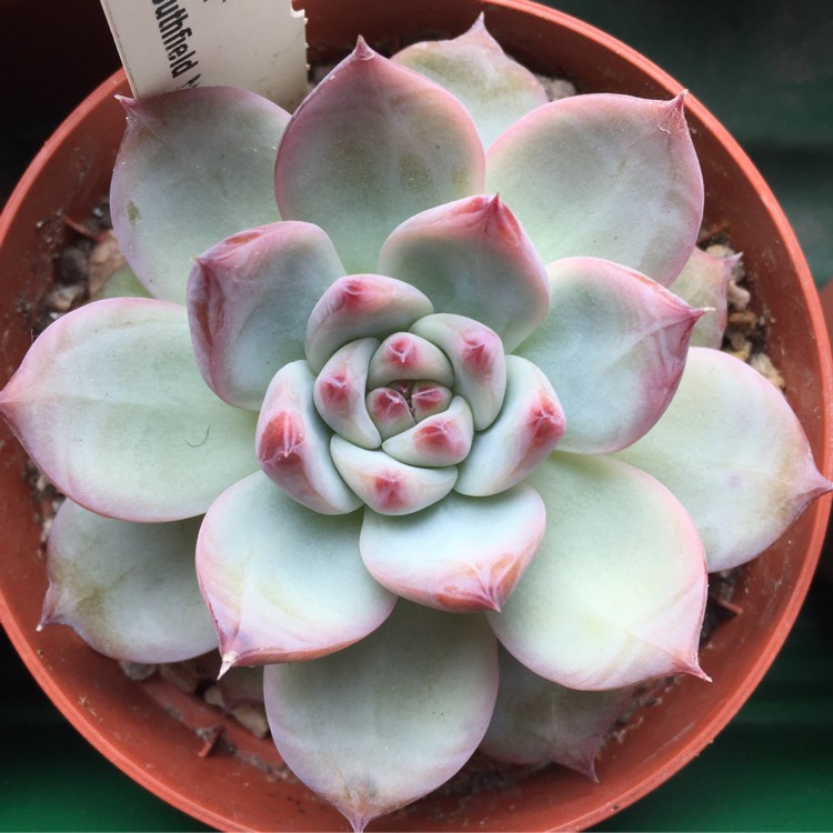 plant image 884980