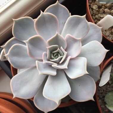 Echeveria Lilacina