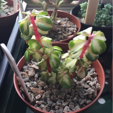 Portulacaria Afra 'Medio-picta'
