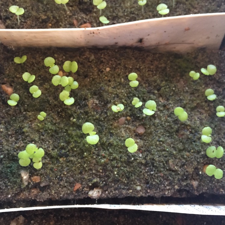 plant image 886789