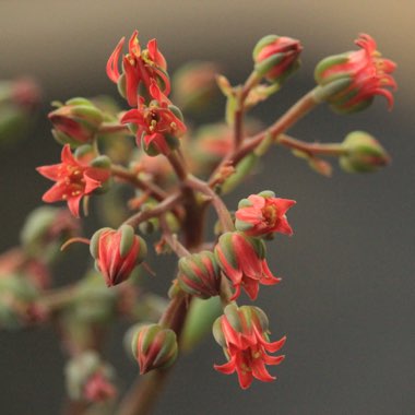 xSedeveria Blue Mist