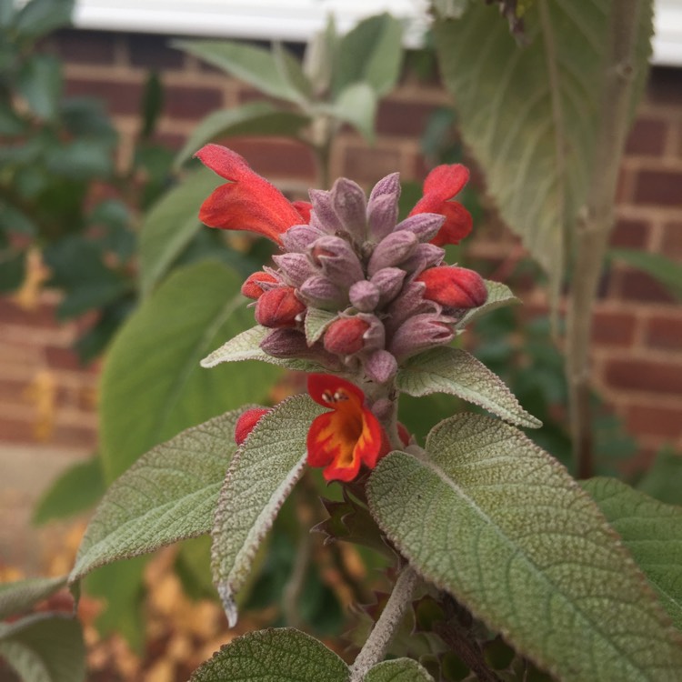 plant image 888633 plant image 888633