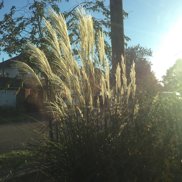 Plant image Miscanthus sinensis 'Graziella'