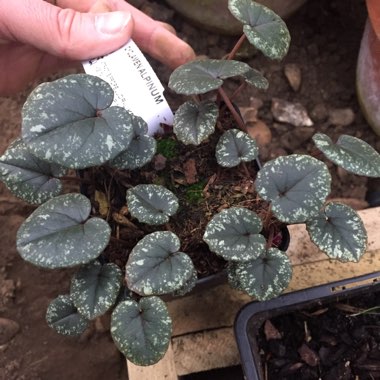 Cyclamen alpinum