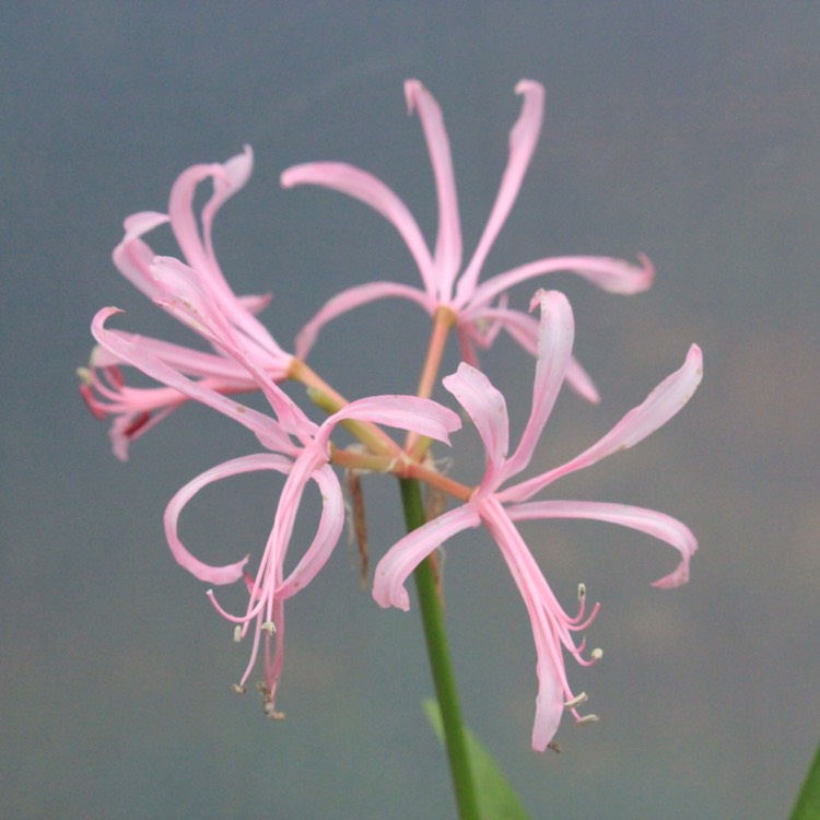 Plant image Nerine 'Codora'
