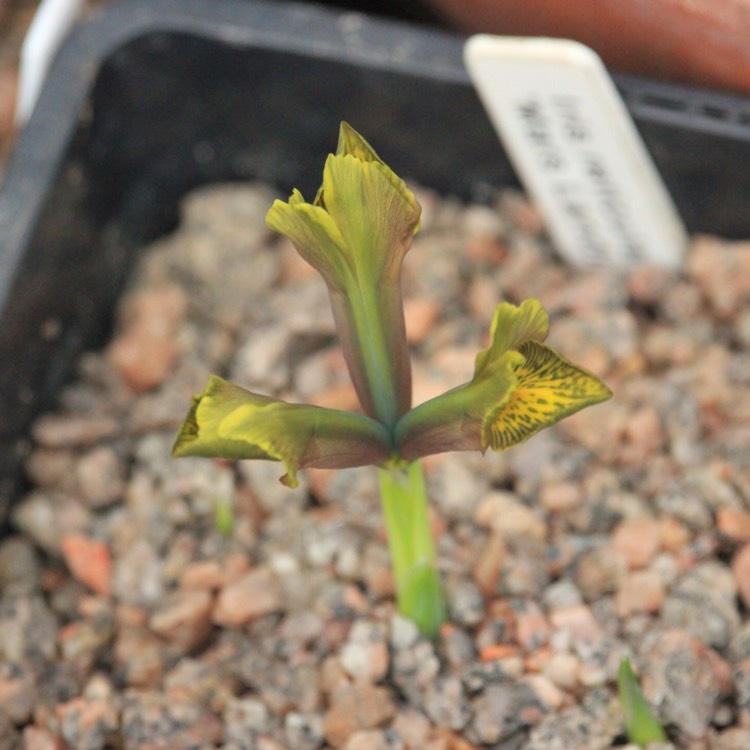 plant image 916538 plant image 916538