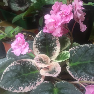 Streptocarpus sect. Saintpaulia 'Jolie Madame' syn. Saintpaulia 'Jolie Madame'