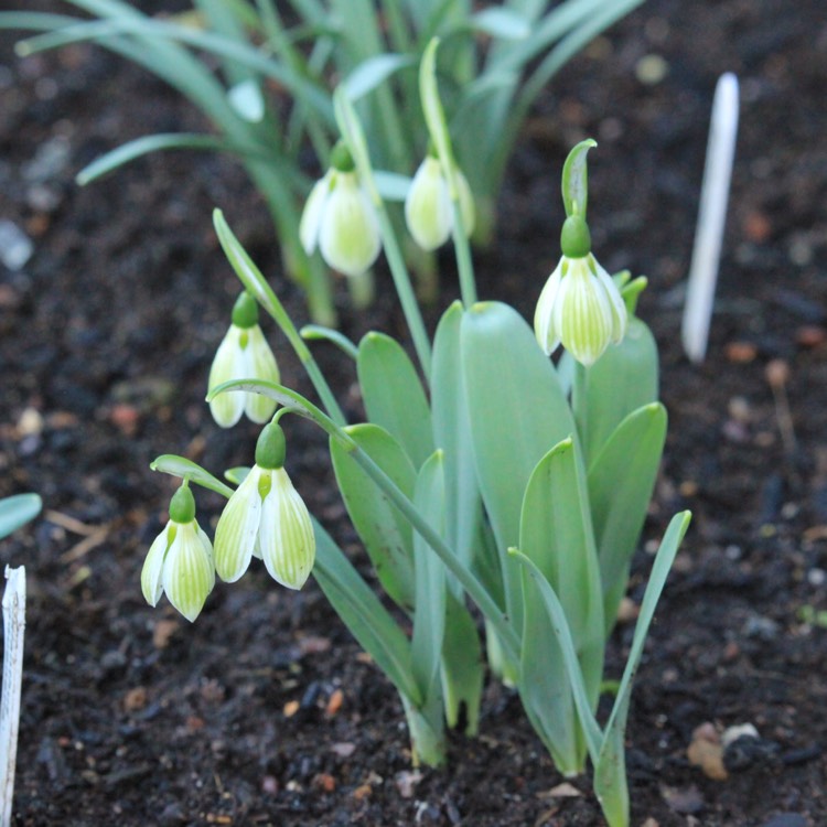 plant image 943723 plant image 943723