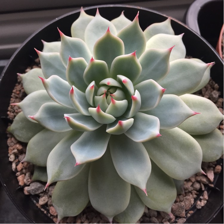 plant image 943785