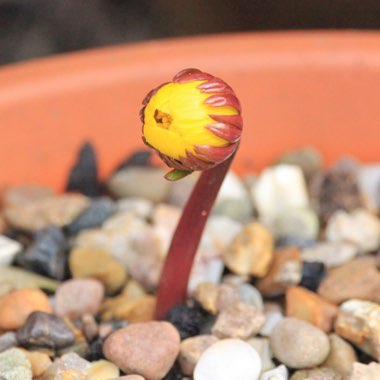 Eranthis hyemalis Cilicica Group syn. Eranthis cilicica, Eranthis hyemalis var. cilicica