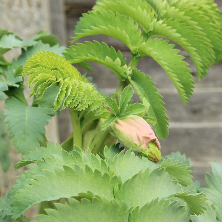plant image 952401 plant image 952401