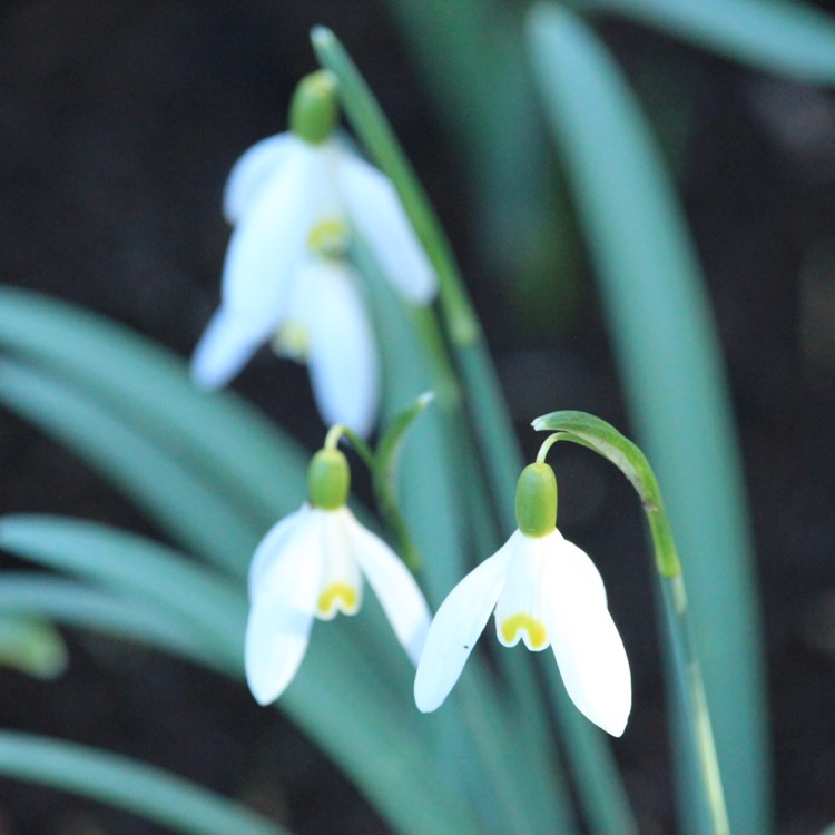 plant image 952625