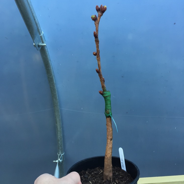 Plant image Prunus 'Tai-haku' syn. Prunus serrulata 'Tai Haku'