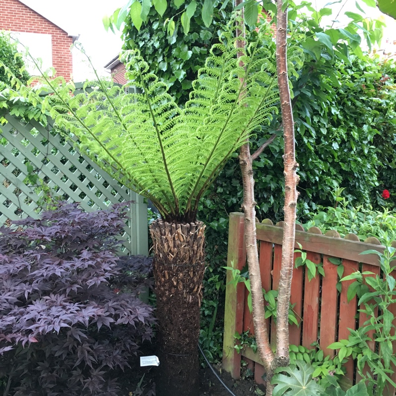 plant image 125838