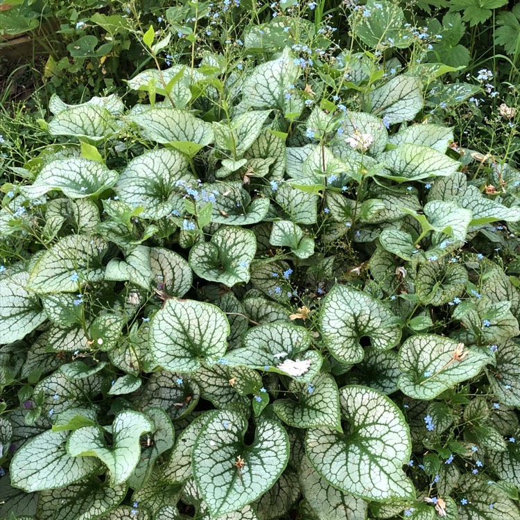 plant image 708982