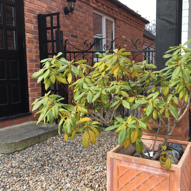 Plant image Rhododendron 'Lord Roberts'