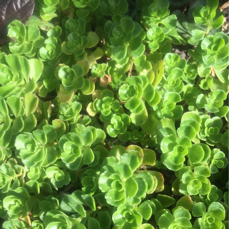 plant image 196030