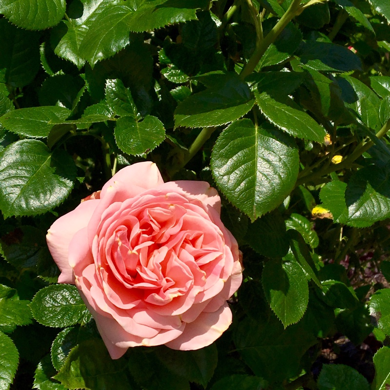Plant image Rosa 'Wisley 2008'