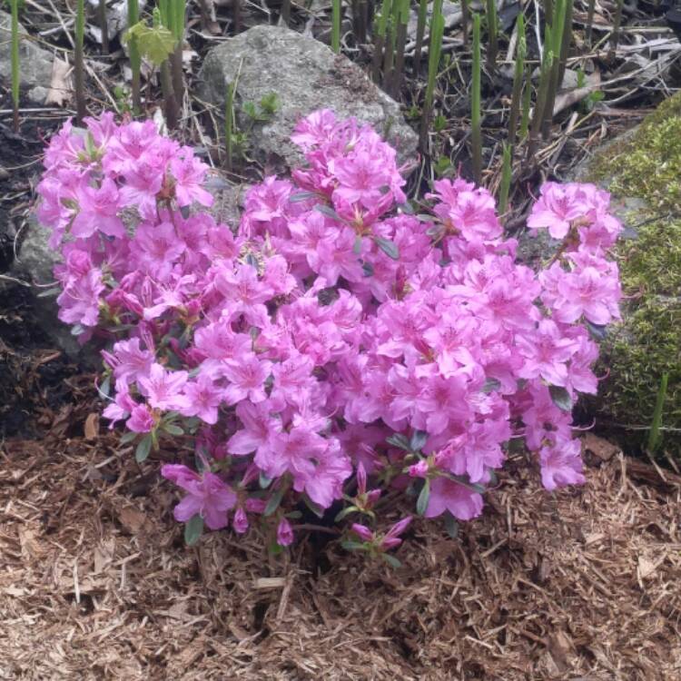 plant image 393837