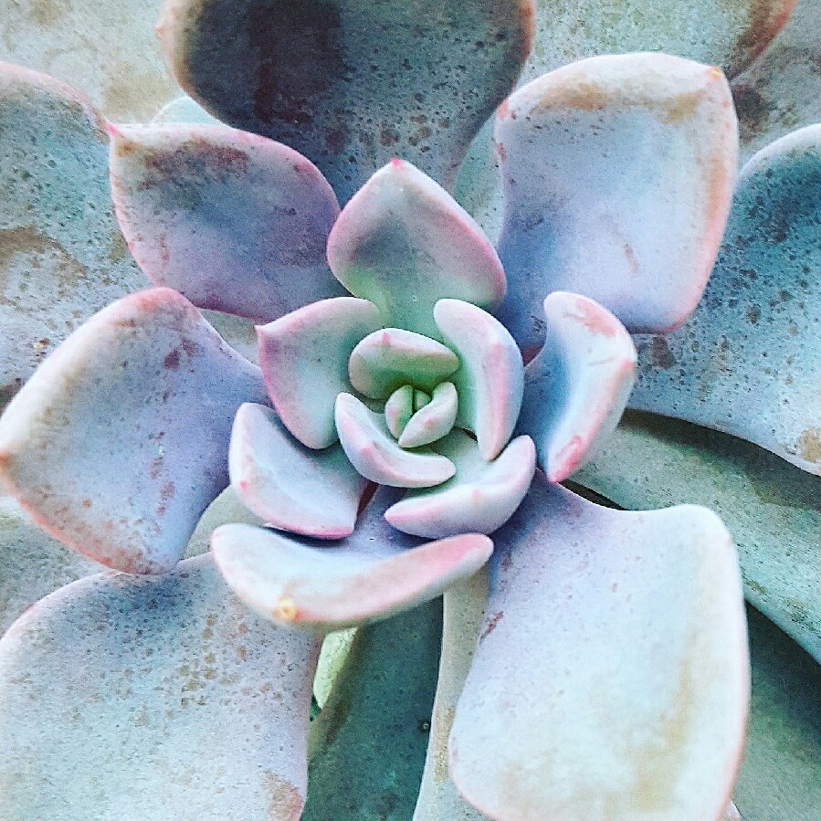 plant image 60118