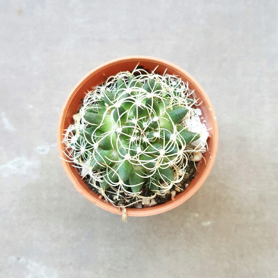 plant image 60891