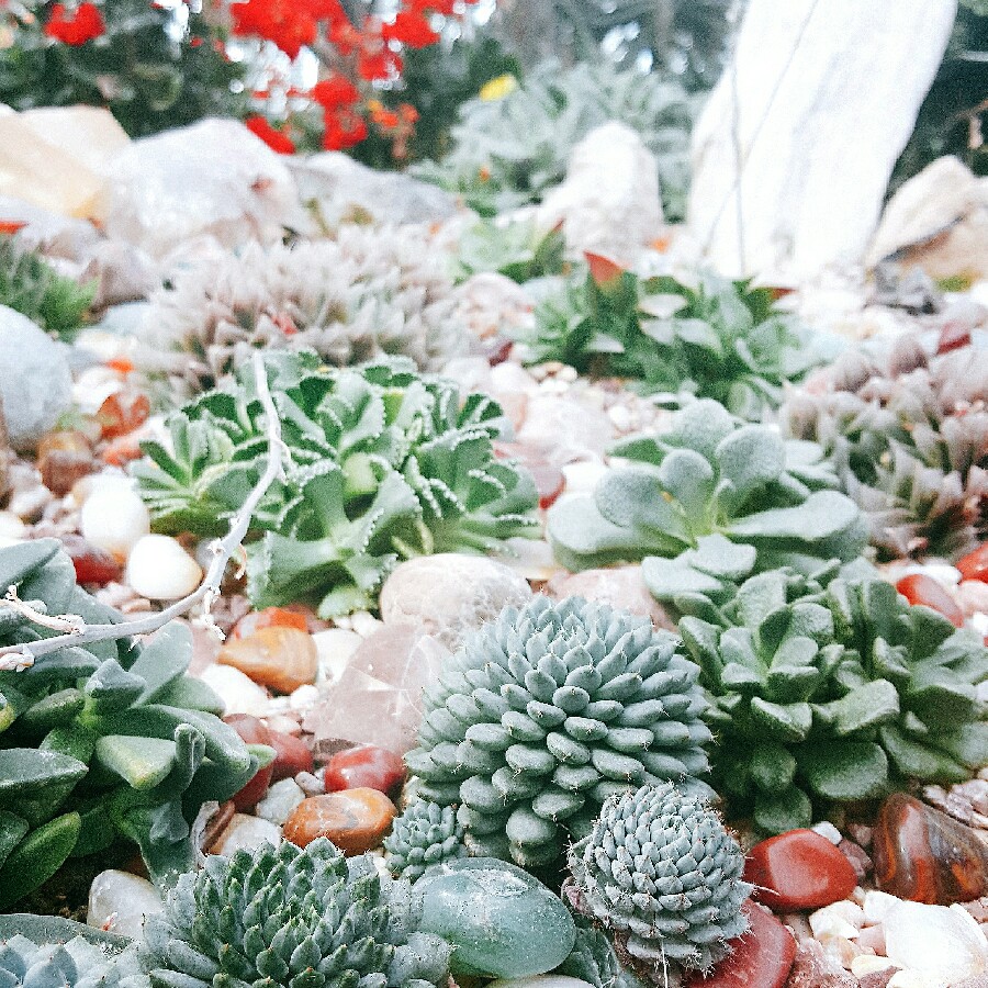 Shi Hua's garden