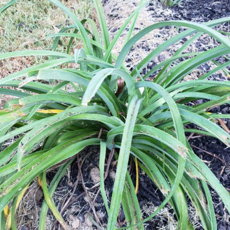 Plant image Hemerocallis 'Wineberry Candy'