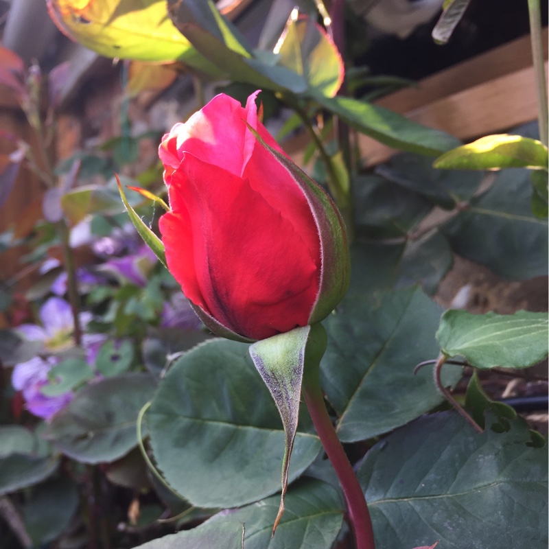 plant image 81051