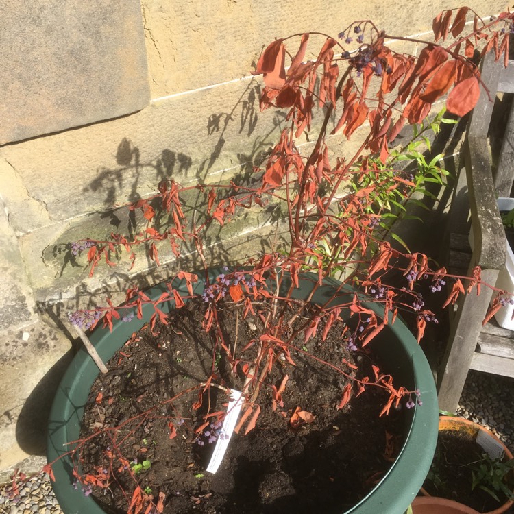 plant image 490257