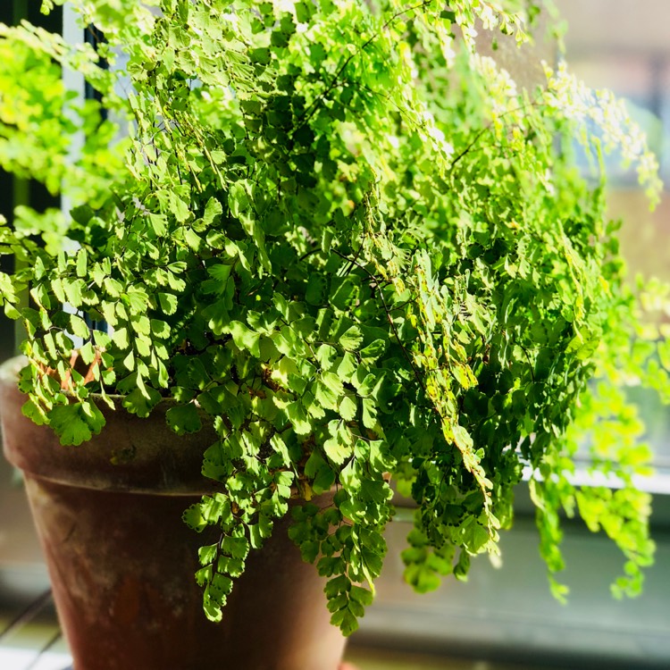 Plant image Adiantum Raddianum 'micropinnulum'