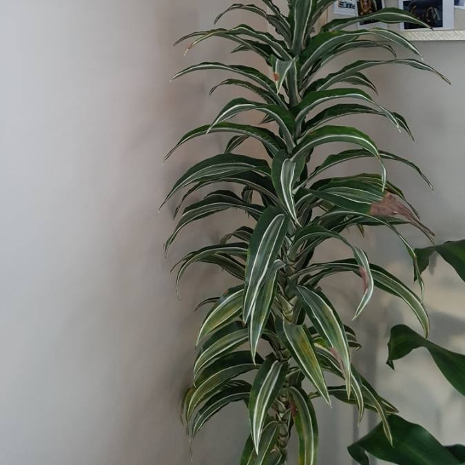 plant image 636384