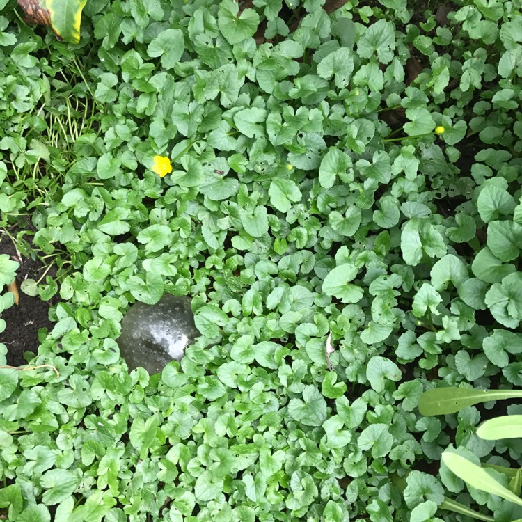 Plant image Ficaria verna