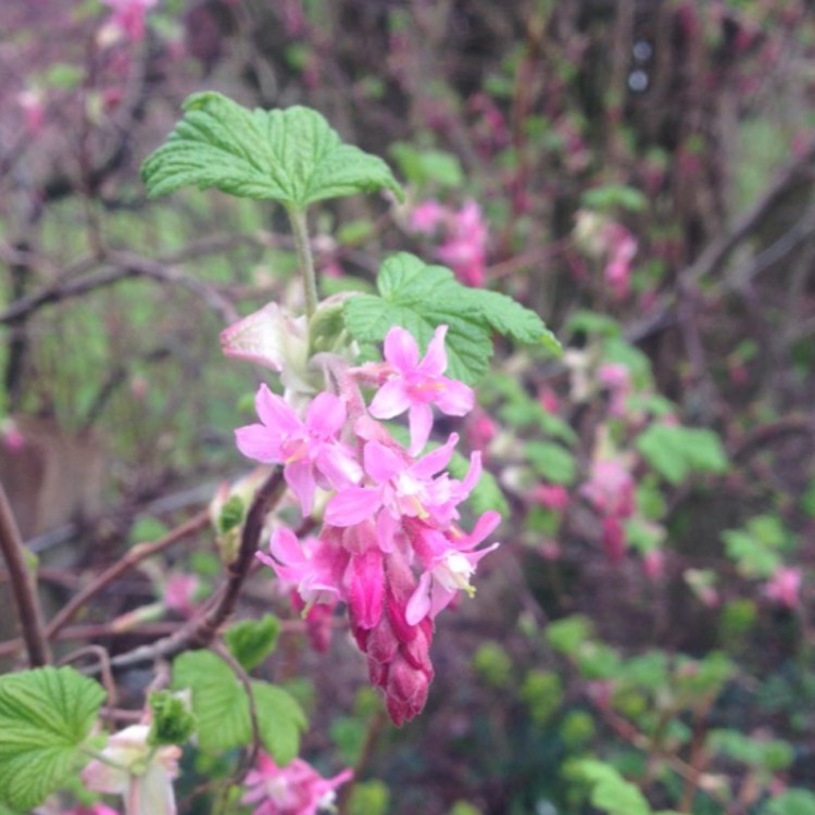 plant image 329772